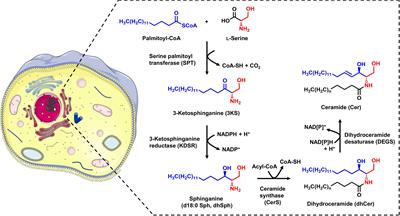 Monitoring the Sphingolipid de novo Synthesis by Stable-Isotope Labeling and Liquid Chromatography-Mass Spectrometry